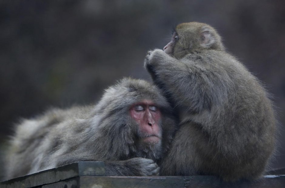 Japonijoje naikinamos susikryžminusios beždžionės