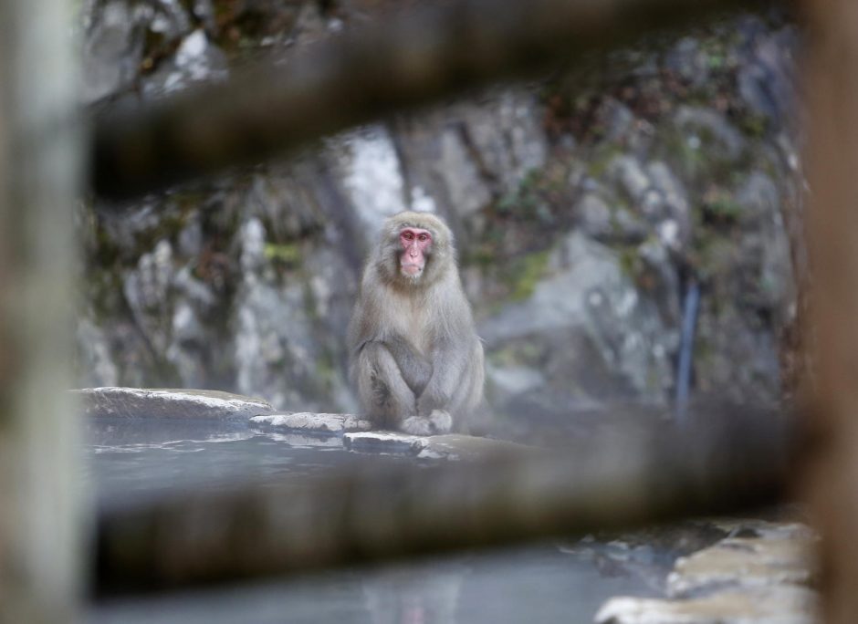 Japonijoje naikinamos susikryžminusios beždžionės