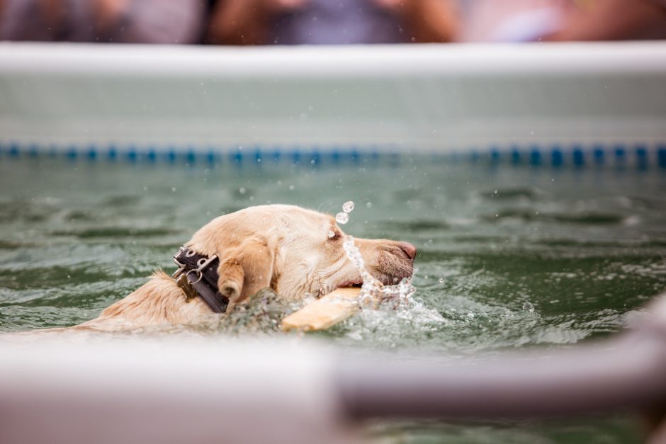 Šunų šuolių į vandenį turnyras