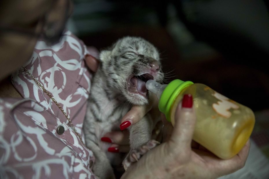 Nikaragvoje gimė retas baltas tigriukas