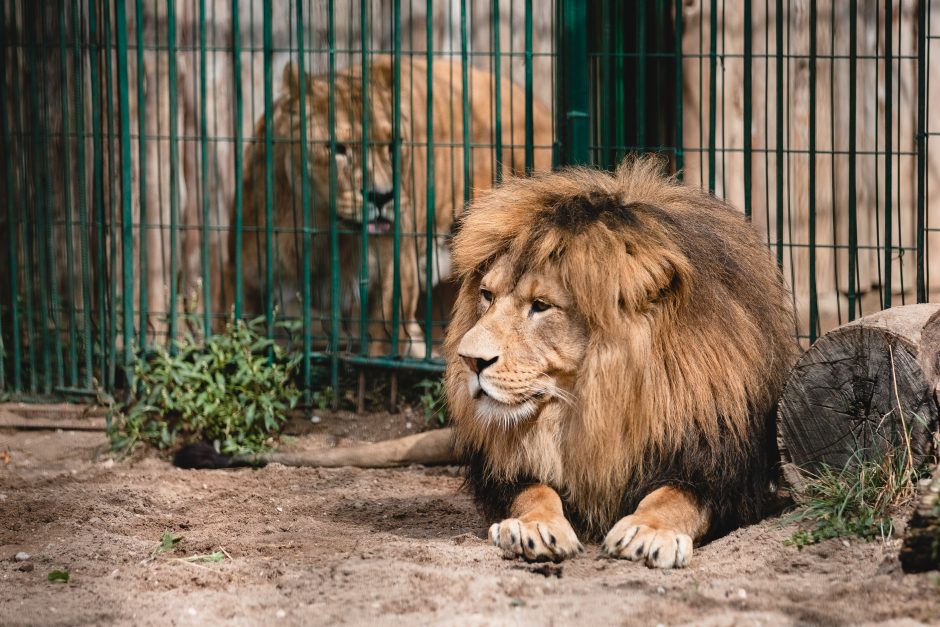 Lietuvos zoologijos sode liūtai šventė savo dieną