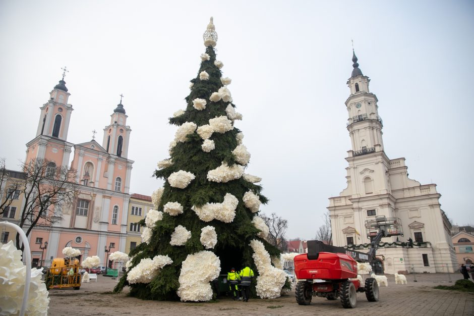 Oficialiai pristatyta Kauno eglutė: prasideda jaukių Kalėdų laukimas