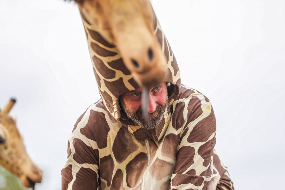 Žirafos atsibeldė iki Kauno pilies