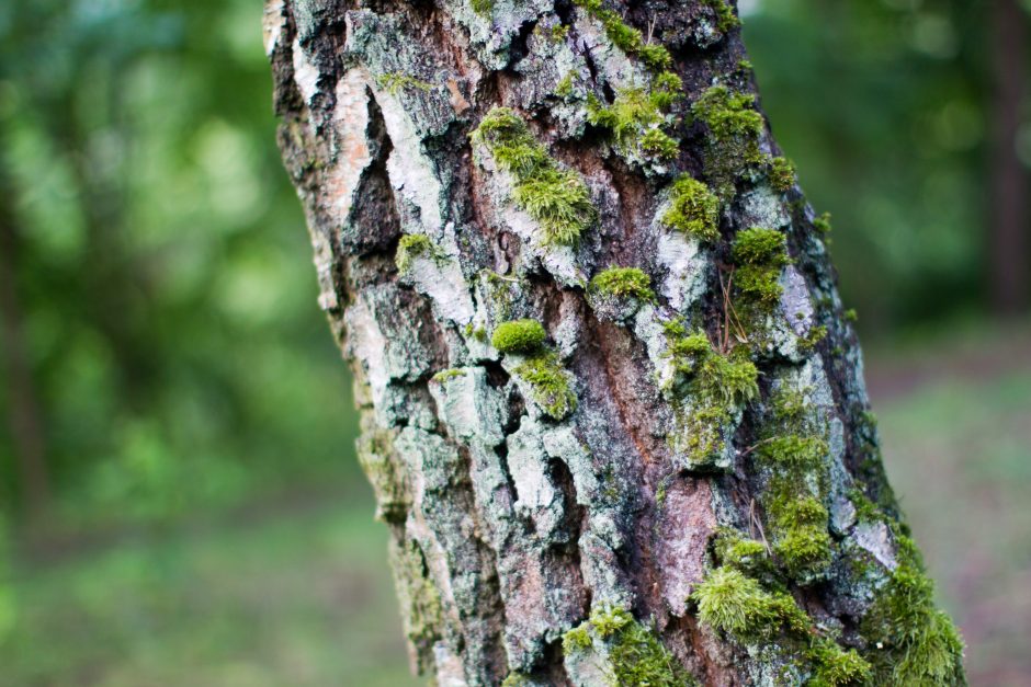 Vilniaus rajone – nelaimė: kertamas medis mirtinai prispaudė vyrą