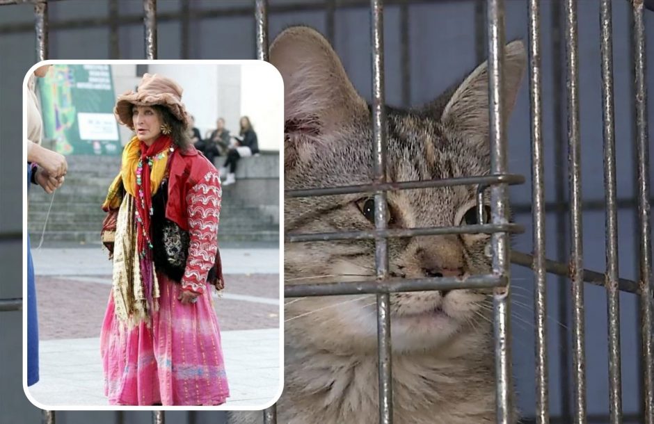 Aiškėja Vilniaus simboliu laikytos Rožytės kačių likimas: dvi sunkiai serga