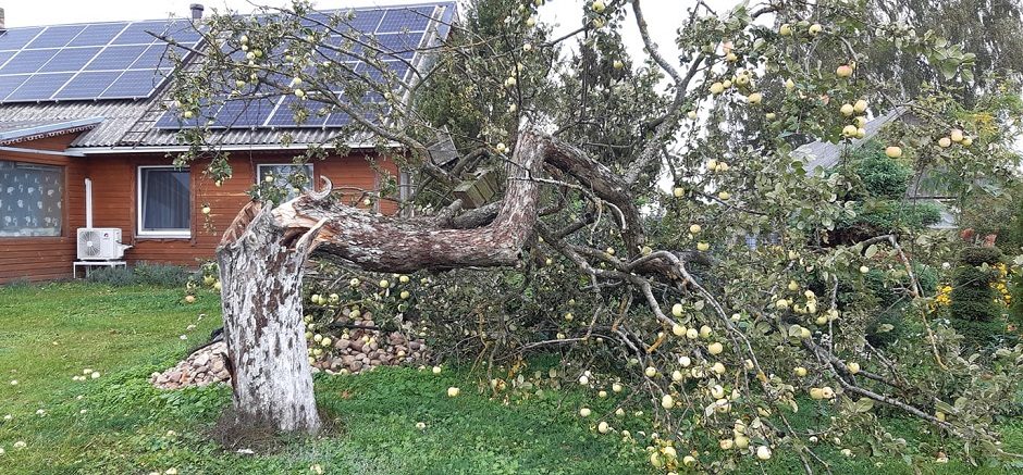 Stiprus vėjas Lietuvoje toliau laužo medžius