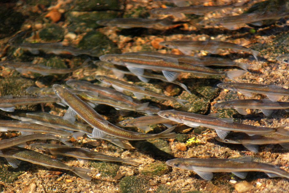 Mokslininkai uoste stebės migruojančias žuvis