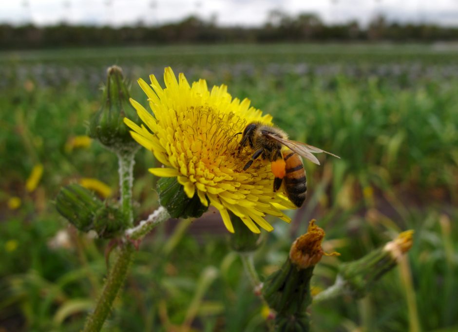 ES teismas paliko galioti suvaržymus bites žudantiems pesticidams