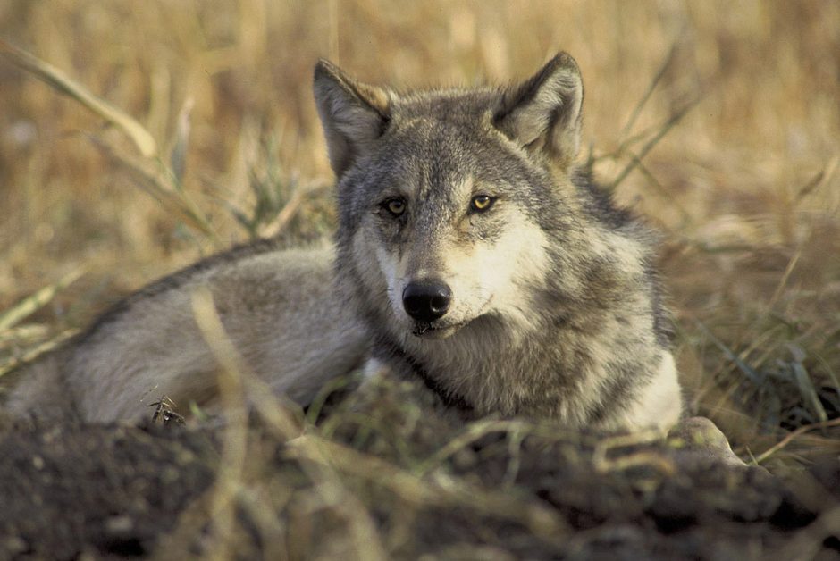 Per besibaigiantį šių metų medžioklės sezoną Lietuvoje nušauta 50 vilkų