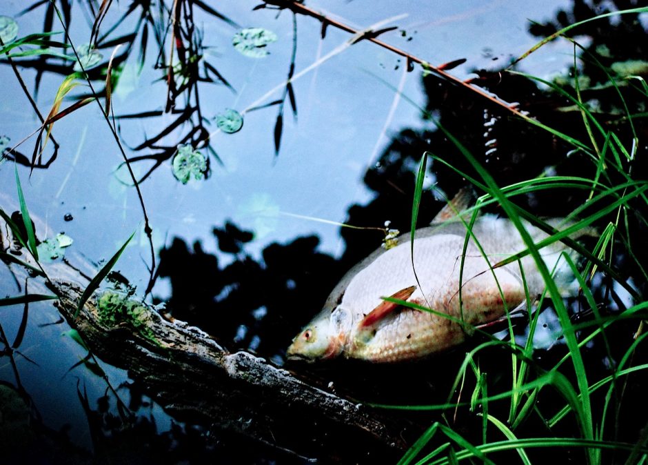 Aplinkosaugininkai aiškinasi, kodėl Aukštaitijoje gaišta žuvys