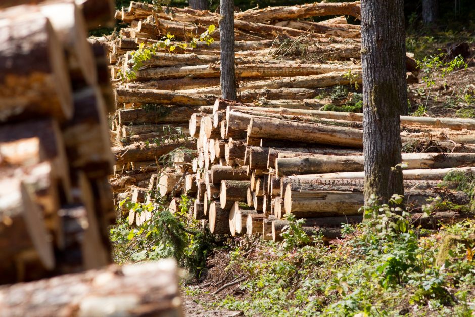 Opozicija laukia ministro paaiškinimų dėl miškų ir medienos verslo