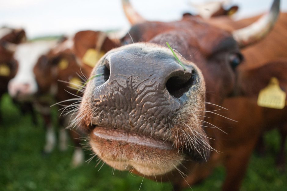 Dėl žiauraus elgesio iš Marijampolės rajono gyventojo norima konfiskuoti karves
