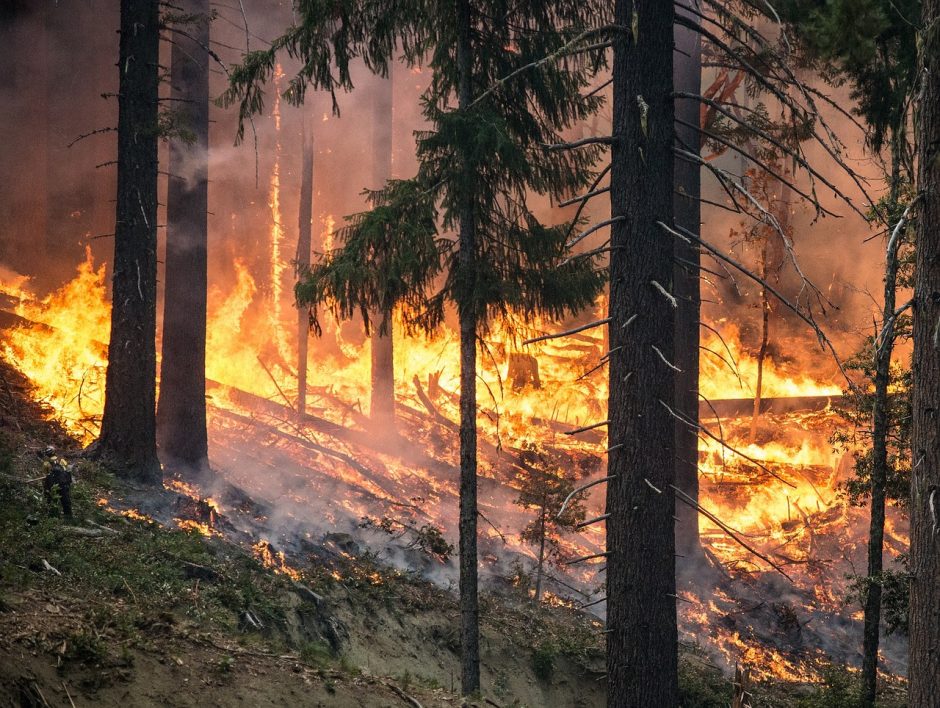 Pavojus miškams: gaisringumas kai kur jau pasiekė stichinį lygį
