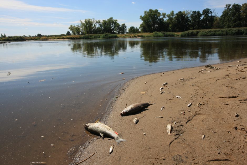 Tarša Oderio upėje gali pakenkti žuvims Baltijos jūroje