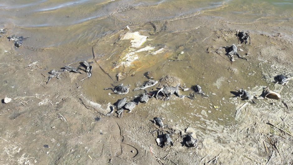 Peru upėje žuvo apie 10 tūkst. nykstančių varlių