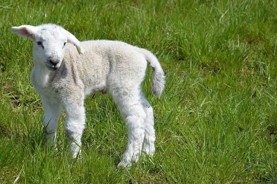Neįprasta gelbėjimo operacija: iš Nevėžio gniaužtų teko vaduoti avies jauniklį