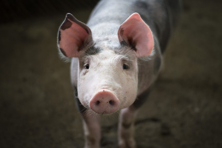 Daliai Kazlų Rūdos savivaldybės teritorijos mažinami apribojimai dėl kiaulių maro