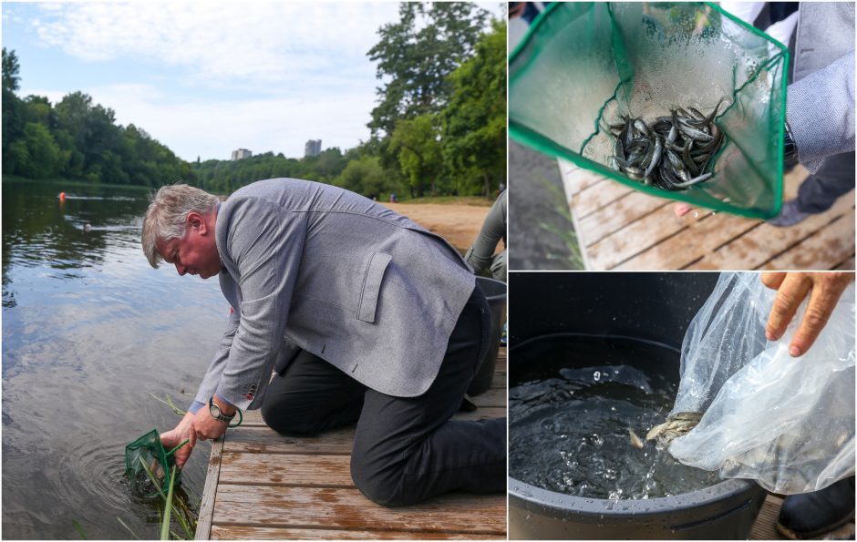Vilniaus Žirmūnų paplūdimyje į Neries upę paleista tūkstančiai retų žuvų