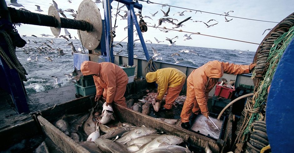 Menkių žvejybos draudimą rengiamasi įvesti ilgam 