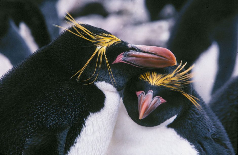 Antarktidos karališkieji pingvinai gali išnykti iki šio šimtmečio pabaigos