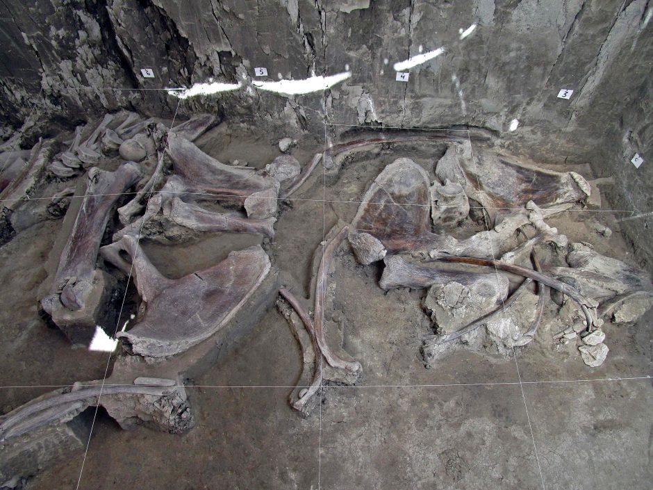 Rekordinis radinys: aptikta 800 mamutų kaulų