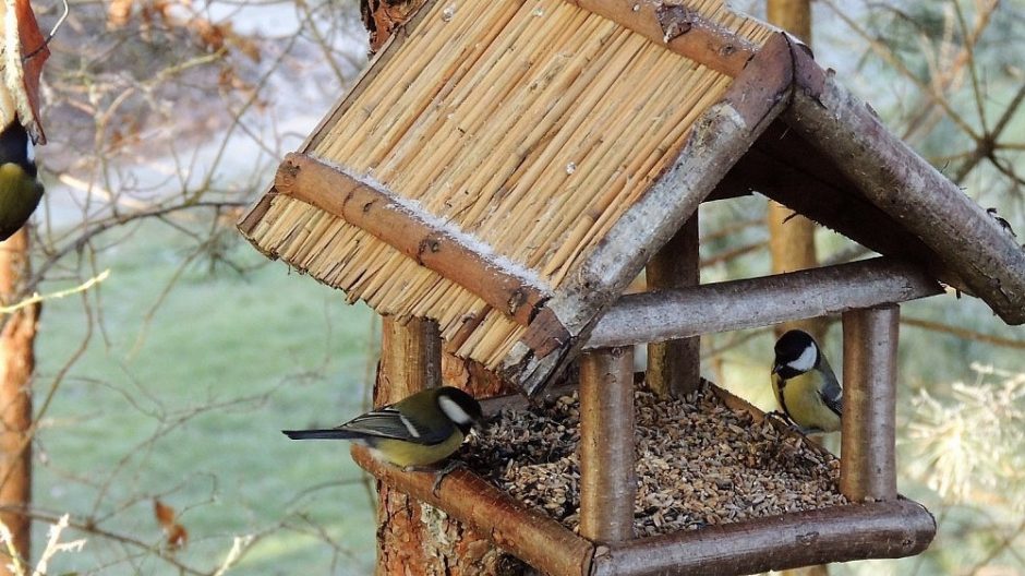 Aštuonios idėjos, kuo lesinti žiemoti likusius paukščius