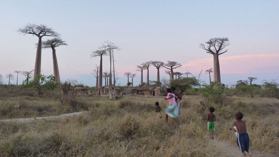 Afrikoje netikėtai nunyko vieni seniausių baobabų