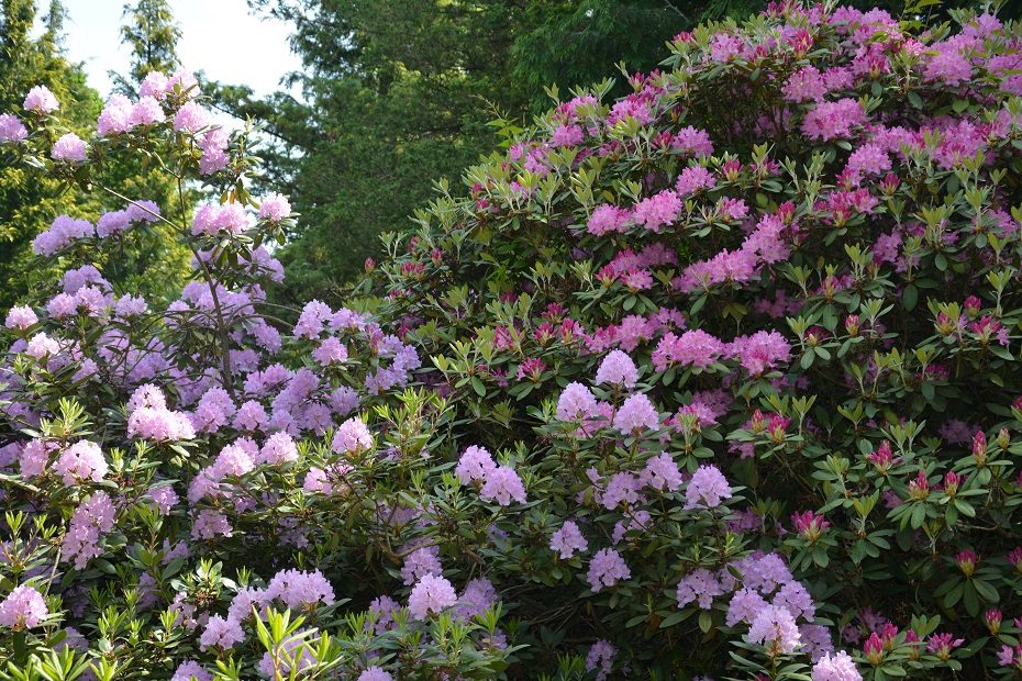 Dubravos arboretume jau pražydo rododendrai