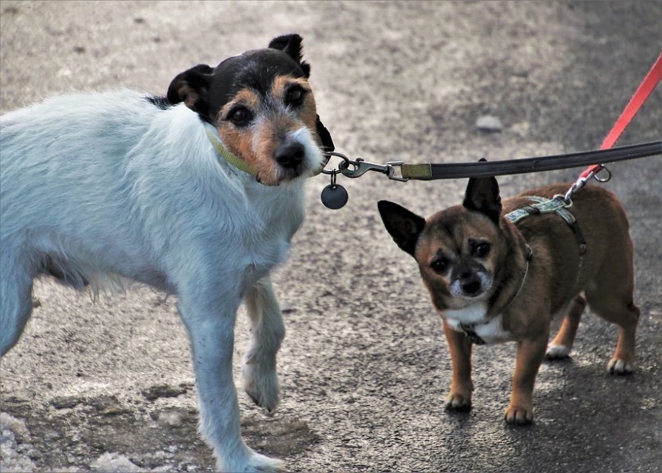 Šuns nepaklusnumas vedžiojant: kaip išvengti augintinio agresijos prieš kitus keturkojus?
