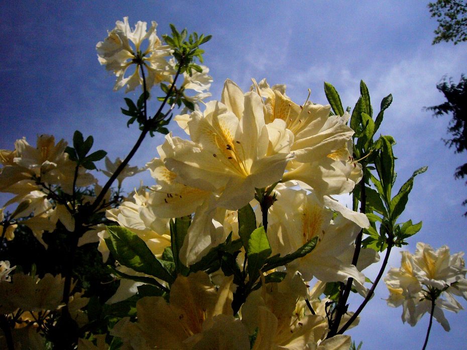 Dubravos arboretume jau pražydo rododendrai