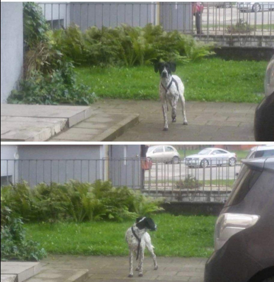 Lazdynėlių gatvėse lakstantis šuo – opi problema