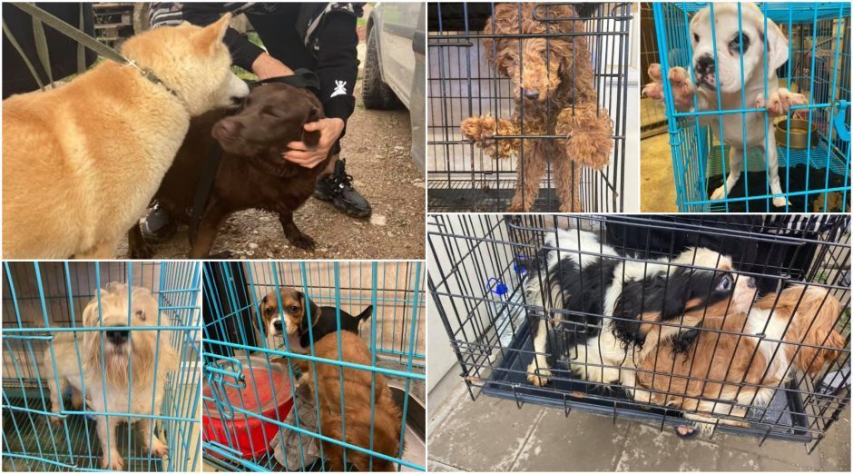 Kretingos rajone veikusio šunų veislyno savininkė nuteista už žiaurų elgesį su gyvūnais