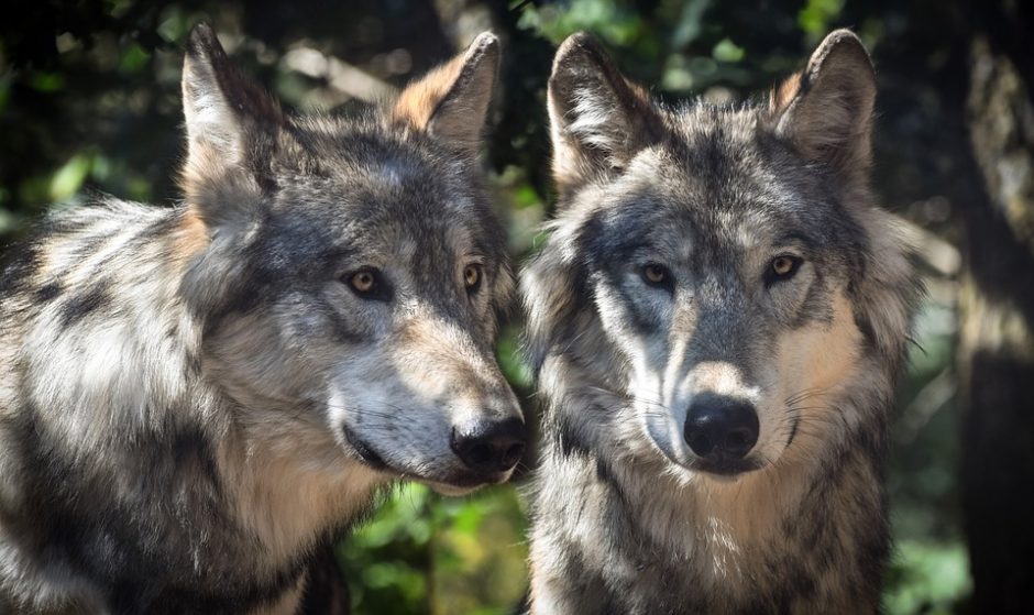 Siūloma leisti sumedžioti daugiau vilkų