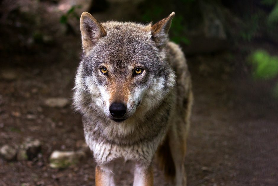 Sumedžiojus leistiną vilkų skaičių, nutraukta jų medžioklė