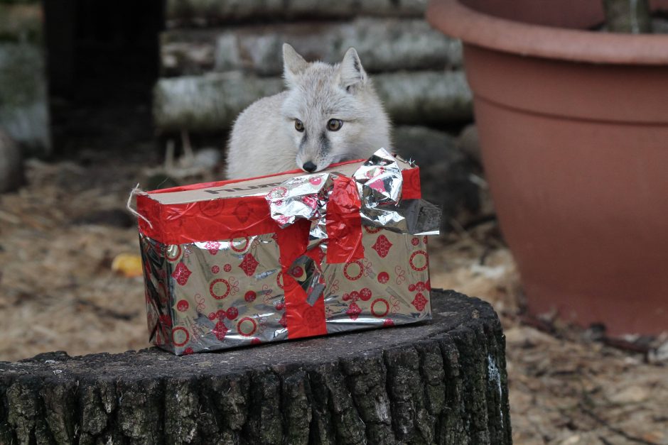 Lietuvos zoologijos sode gyvūnams pradedamos dalinti kalėdinės dovanos