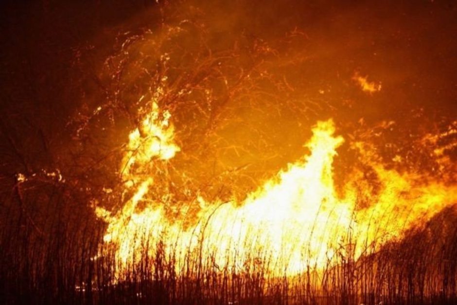 Estijoje didelis miško gaisras jau apėmė apie 200 hektarų