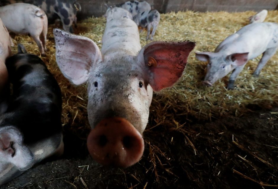 ŽŪM apie Lenkijos draudimą įvežti kiaules skelbė remdamasi neoficialia informacija
