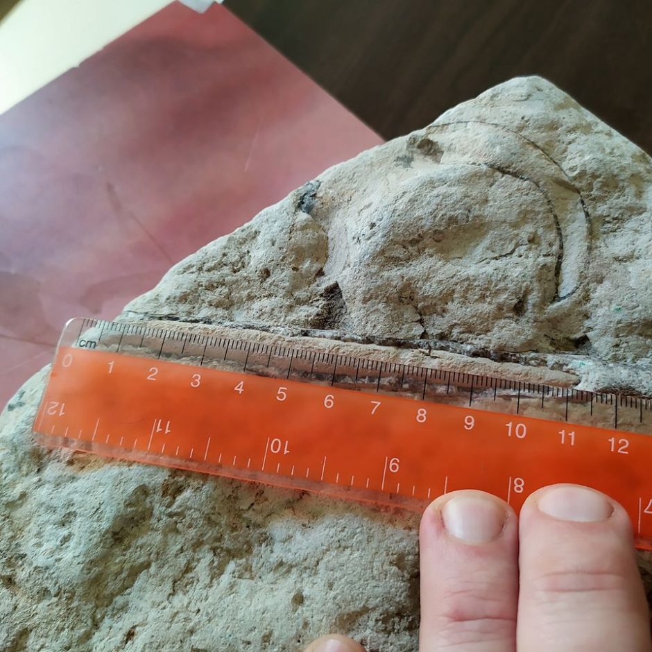 Pajūryje – įspūdinga moliusko fosilija