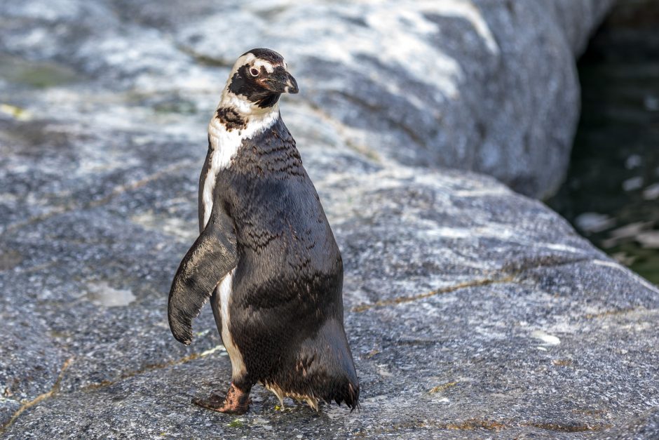 Pamatykite, kaip Jūrų muziejaus pingvinai atranda naujas pramogas