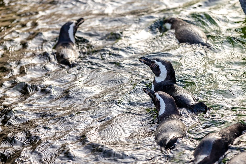 Pamatykite, kaip Jūrų muziejaus pingvinai atranda naujas pramogas