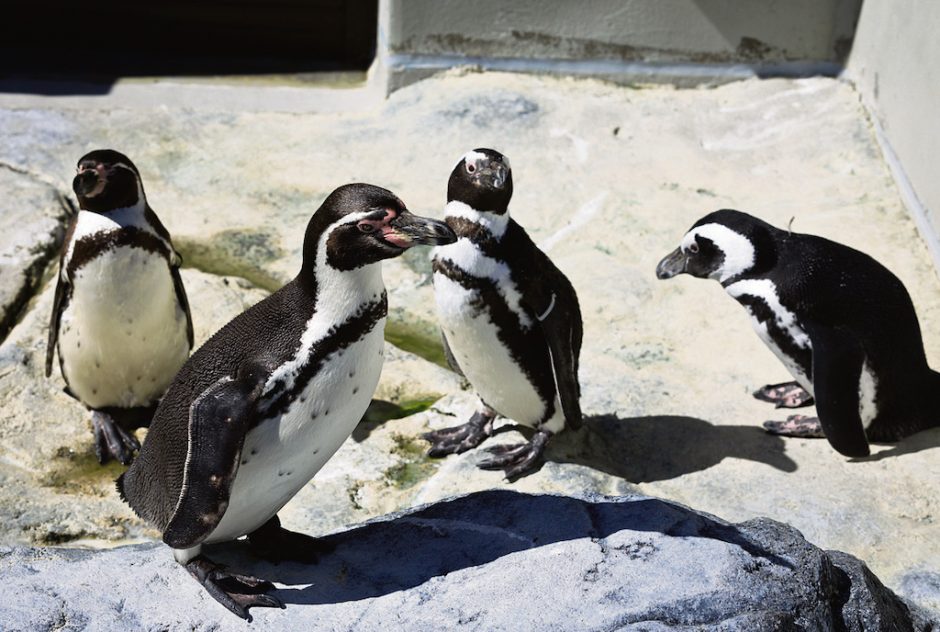 Lietuvos jūrų muziejaus pingvinų būryje – keturi naujokai