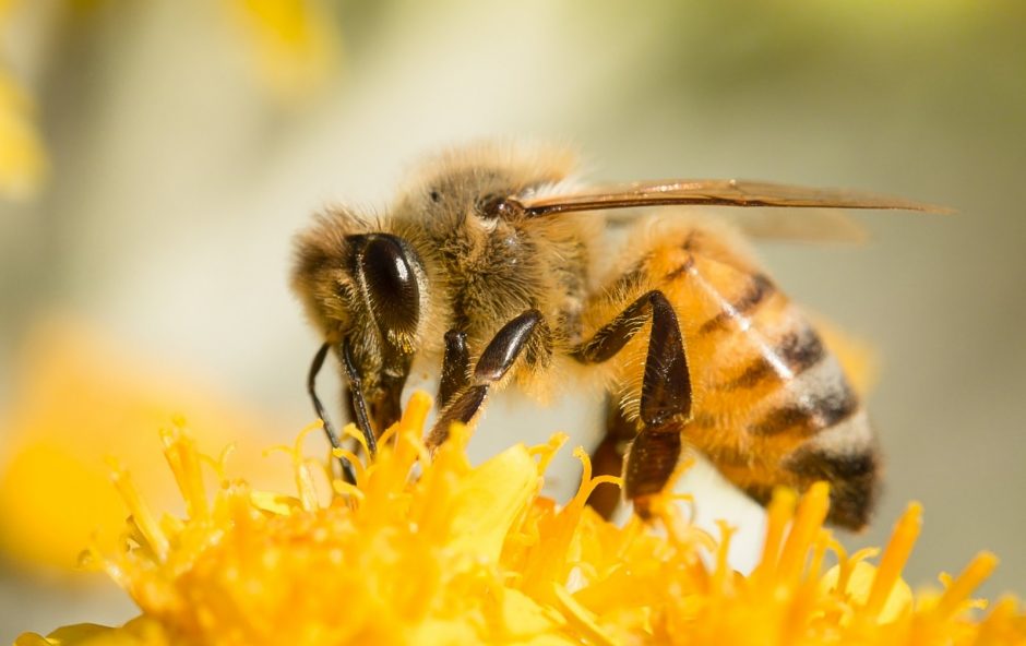Bitės – protingesnės nei manyta: atskleista iki šiol nežinoma bičių atminties savybė