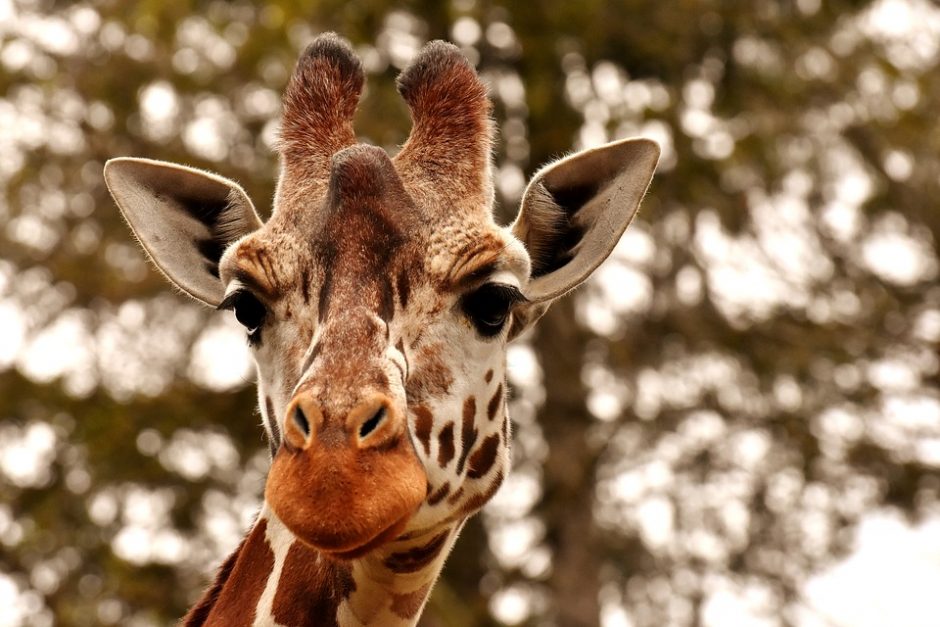 Vienas keisčiausių gyvūnų pasaulyje – ar žinote, kaip miega žirafos?