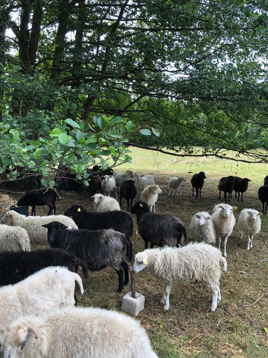 Incidento Kuršių nerijoje atgarsiai: avis užpuolę šunys atklydo iš Kaliningrado srities