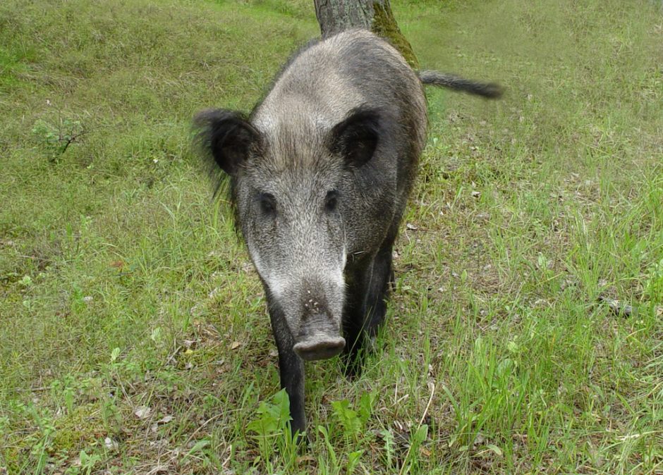 Klaipėdos apskrityje – nerimas dėl afrikinio kiaulių maro