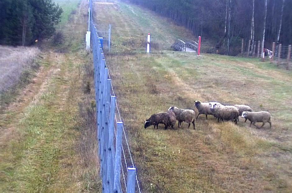 Skaudi nelaimė: Raseinių rajone traukinys partrenkė septynias avis