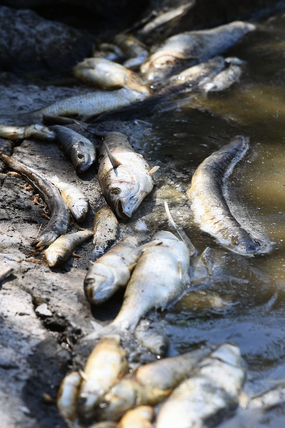 Sibire užfiksuotas masinis kirų ir žuvų gaišimas