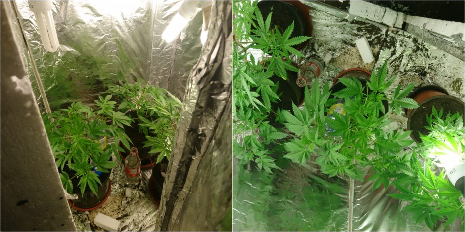 Jonaviškio garaže rastos vazonuose auginamos kanapės: gresia ilgi metai kalėjimo