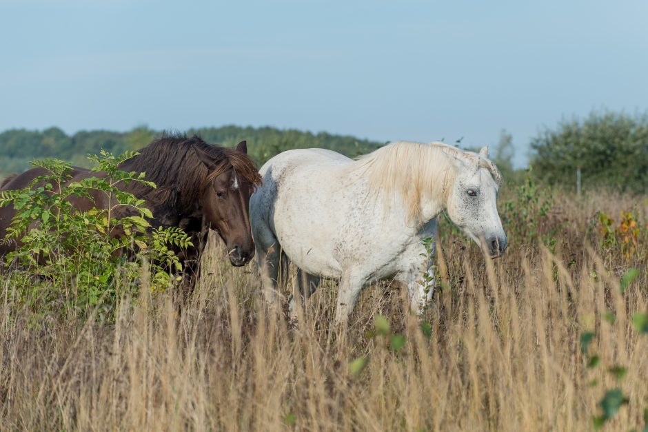 Gyvenimo ir žmonių nuskriausti arkliai ramybę randa „Arklių slėnyje“