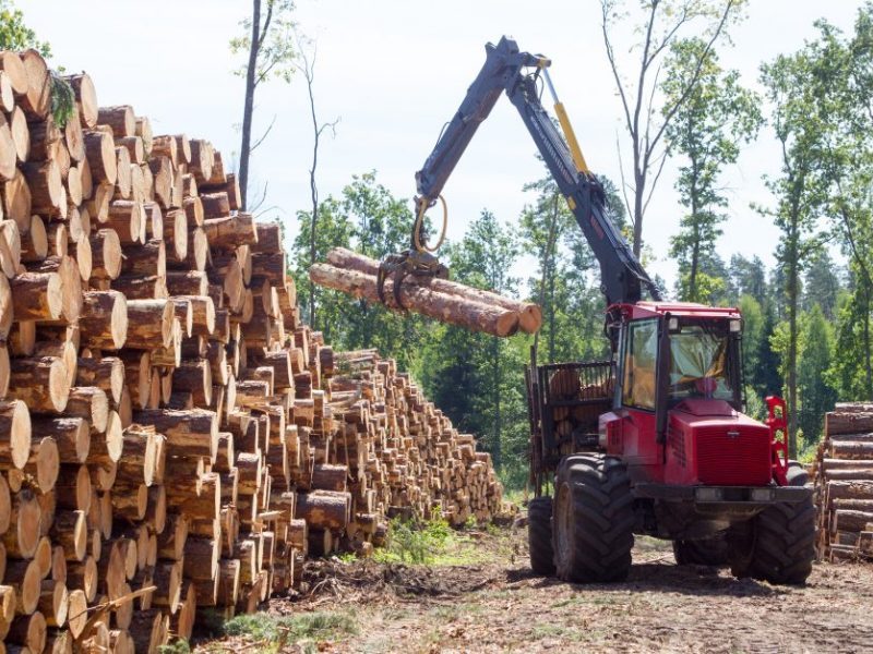 Antikorupcijos komisija: valstybinės medienos pardavimo tvarką reikia keisti